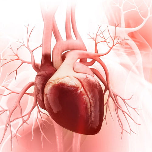Cardiology